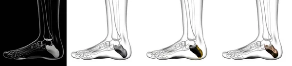 3D-Darstellung von Calcaneus-Knochen — Stockfoto