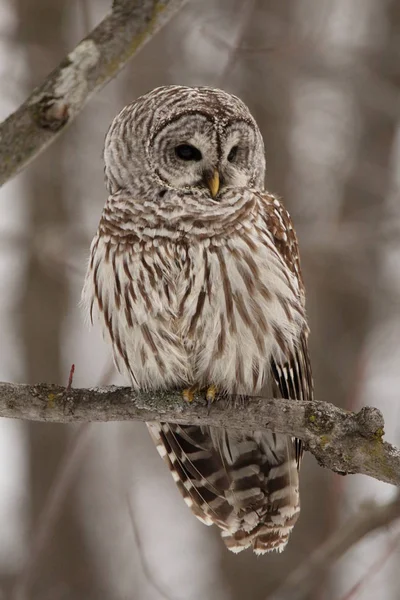 Owl Wild Forest — Stock Photo, Image