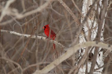 Kırmızı Kardinal dal