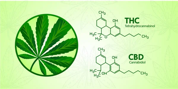 Benefícios Cannabis Para Ilustração Vetor Saúde — Vetor de Stock