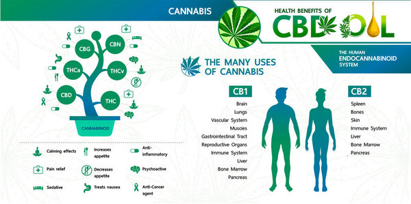 Cannabis benefits for health vector illustration.