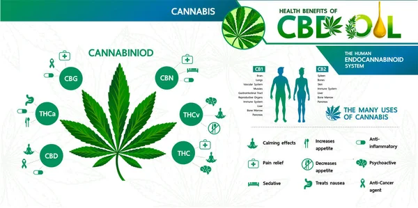 Sağlık vektörü illüstrasyonu için esrar faydaları.