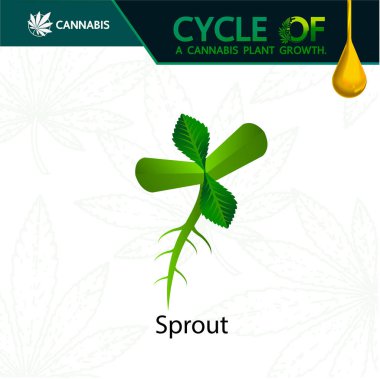 Bir kenevir bitkibüyüme vektör illüstrasyon döngüsü.