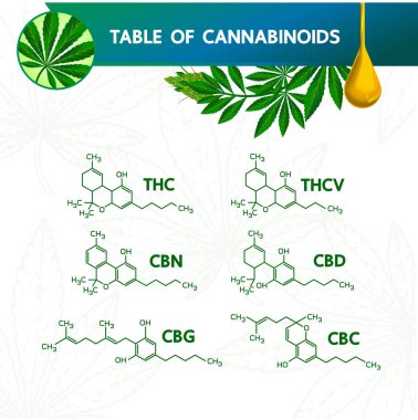 Kannabinoilds vektör illüstrasyon tablosu.