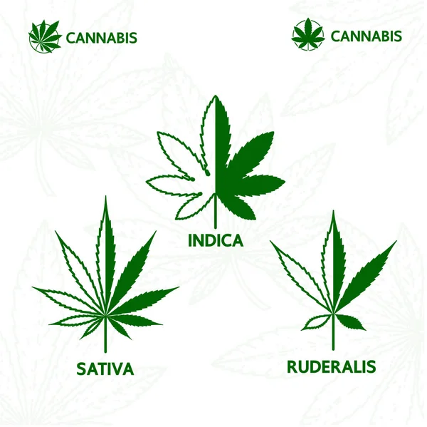 Premium Cannabispflanze Logo Vektor Illustration — Stockvektor