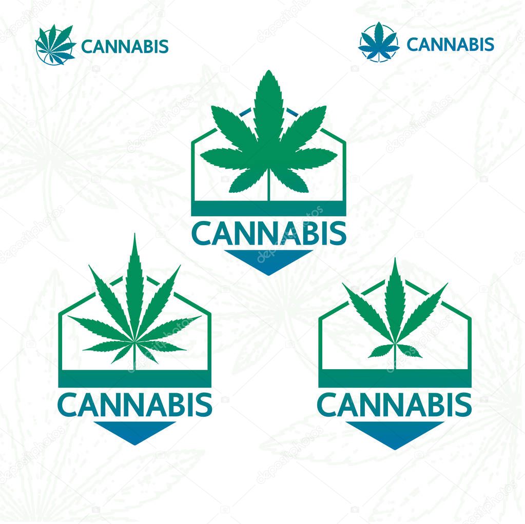 Premium cannabis plant logo vector illustration.
