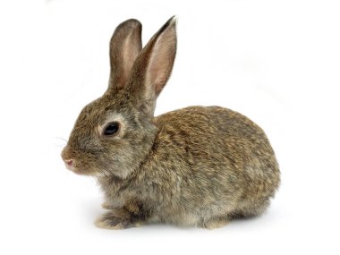 Beyaz arka plan önünde oturan bir tavşan