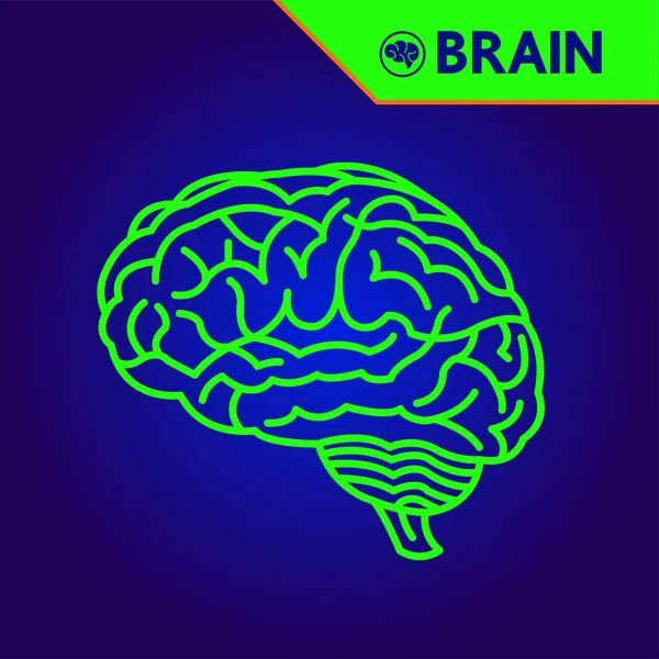 Criativa Humano Cérebro Grande Vetor Ilustração —  Vetores de Stock