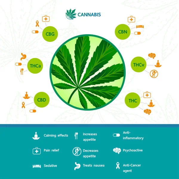 Benefícios Cannabis Para Ilustração Vetor Saúde — Vetor de Stock