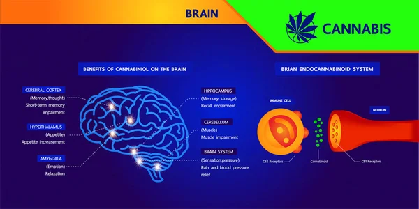 Benefícios Cannabis Para Ilustração Vetor Saúde — Vetor de Stock