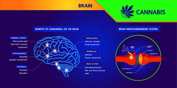 Benefícios Cannabis Para Ilustração Vetor Saúde — Vetor de Stock