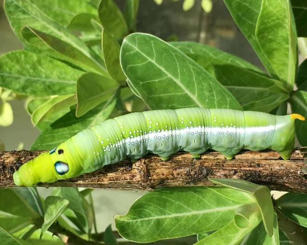 Cerca Oruga Verde Hermosa Naturaleza —  Fotos de Stock