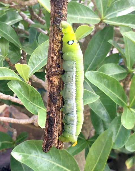 Close Green Caterpillar Beautiful Nature — Stock Photo, Image