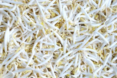 Taze kabuklu yeşil fasulye filizleri