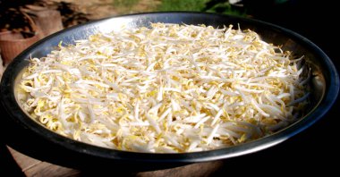 Taze kabuklu yeşil fasulye filizleri