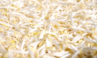 Taze kabuklu yeşil fasulye filizleri