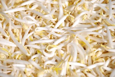 Taze kabuklu yeşil fasulye filizleri