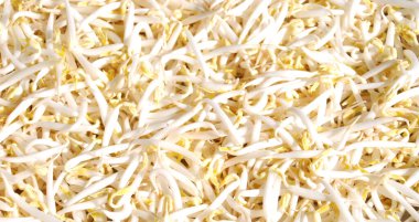 Taze kabuklu yeşil fasulye filizleri