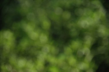 Arkaplan için soyut bulanık yeşil renk, tasarım için bulanık ve odaksız bahar kavramı.