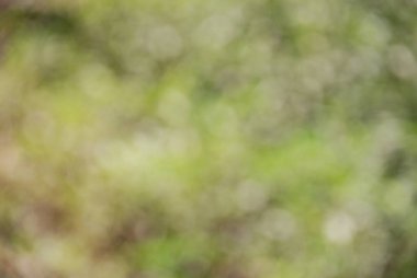 Arkaplan için soyut bulanık yeşil renk, tasarım için bulanık ve odaksız bahar kavramı.