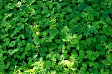 Yeşil Tasarım için Yeşil Yapraklar Doku Arkaplanı.