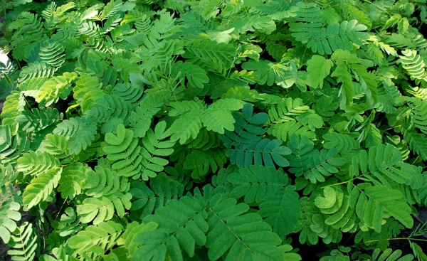Groene Bladeren Textuur Achtergrond Voor Groen Design — Stockfoto