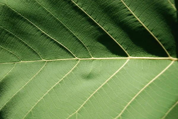 Зеленые Листья Текстура Фона Зеленого Дизайна — стоковое фото