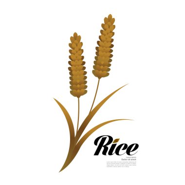 Premium Rice büyük kaliteli tasarım konsept vektör.