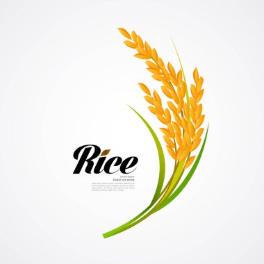 Premium Rice büyük kaliteli tasarım konsept vektör.