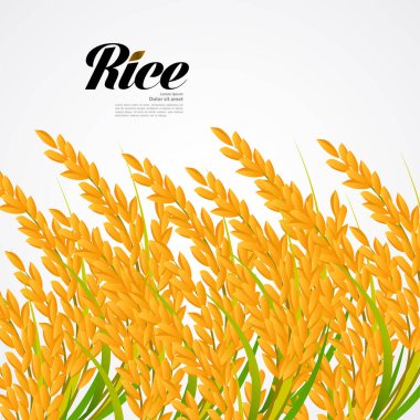 Premium Rice büyük kaliteli tasarım konsept vektör.