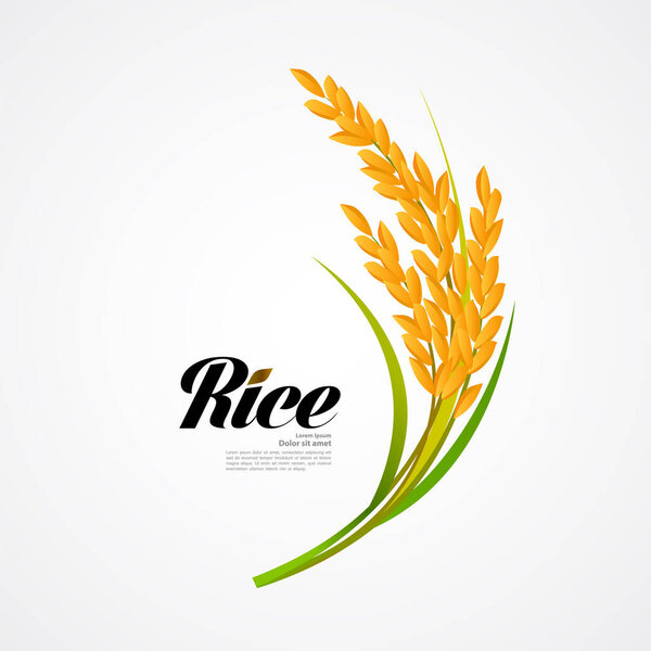 Premium Rice great quality design concept  vector.
