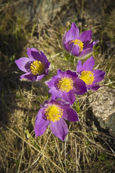 Natura Prinde Viață Primele Flori Apar — Fotografie, imagine de stoc