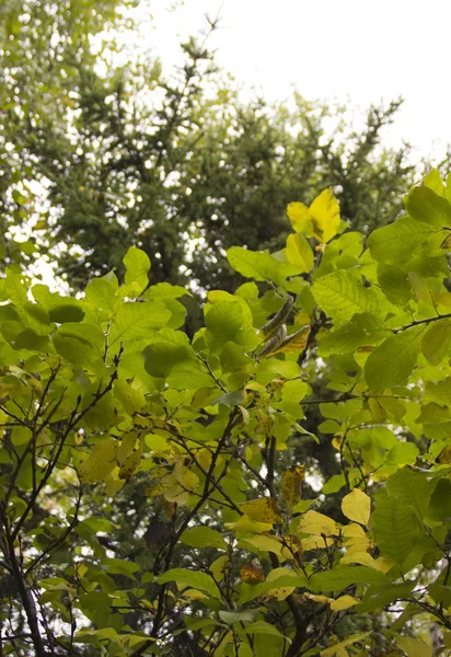 Nature Étonnante Nord — Photo