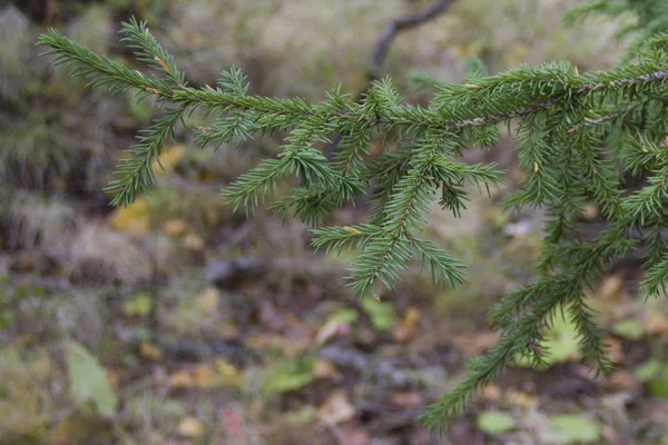 Erstaunliche Natur Des Nordens — Stockfoto