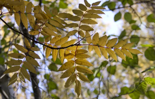 Natura Sorprendente Del Nord — Foto Stock