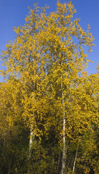 Asombrosa Naturaleza Del Norte — Foto de Stock