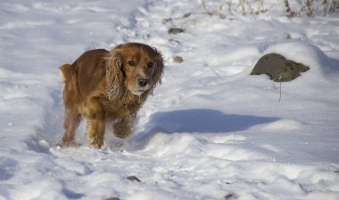 Köpek - sadık dostum