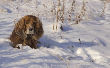 Köpek - sadık dostum