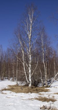 şaşırtıcı doğa Kuzey