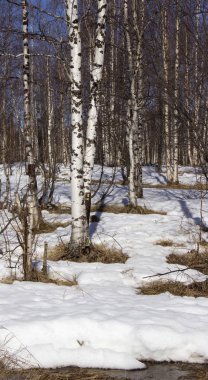 şaşırtıcı doğa Kuzey