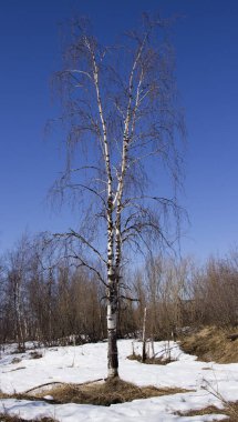 şaşırtıcı doğa Kuzey