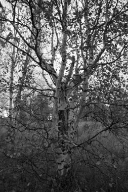 şaşırtıcı doğa Kuzey