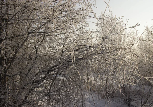 Nature Étonnante Nord — Photo