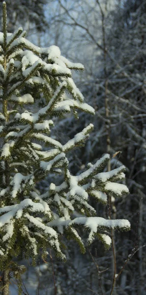 Erstaunliche Natur Des Nordens — Stockfoto