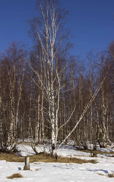 Дивовижна Природа Півночі — стокове фото