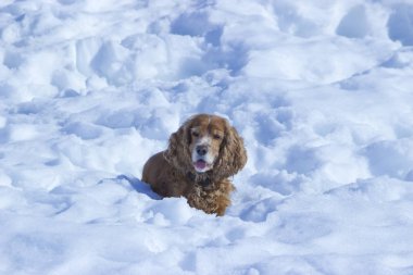 Köpek - sadık dostum