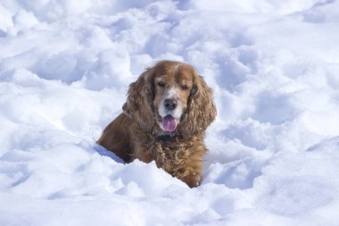 Köpek - sadık dostum