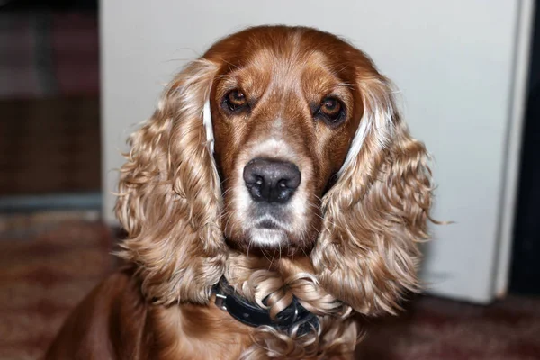 Hunden Trogen Vän — Stockfoto