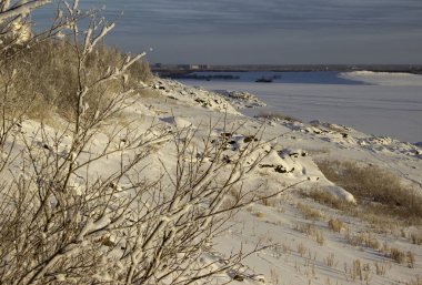 Kış ağaçlar ve bitkiler