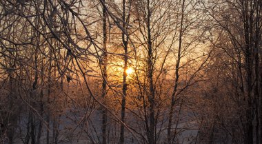 Kış ağaçlar ve bitkiler